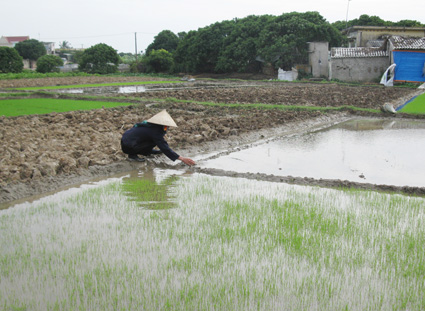                         Nông dân xã Vĩnh Hòa (Ninh Giang) điều tiết nước để giữ ấm cho mạ